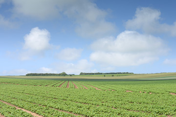 Fototapeta na wymiar champs de pommes de terre