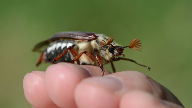 brown chafer crawling fingertips antennas exploring the air
