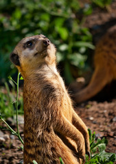 Ein afrikanisches Erdmännchen hält Wache