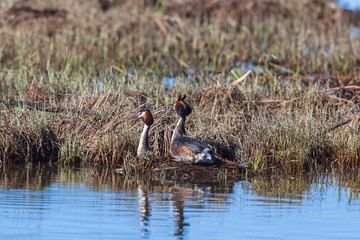 Great Crested Grebe pair