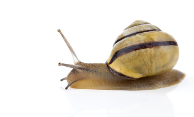Garden snail on white background