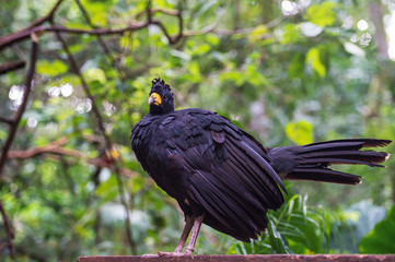 Toucan, National park Iguazu, Brazil