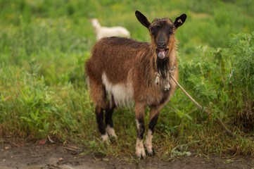 Bleating goat