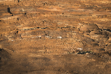 Текстура дерева © amixstudio