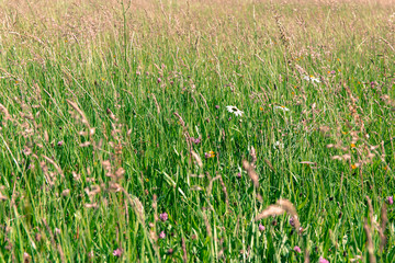 Wiese in der Aue