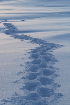 human footprints in the snow of winter in Antarctica 1