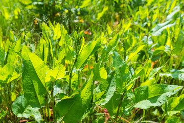 Fototapeta na wymiar Translucent leaves of Common Sorrel plants