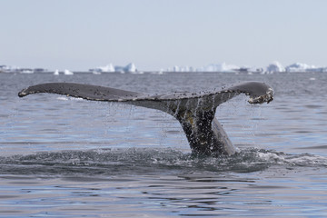 humpback whale tail diving in waters