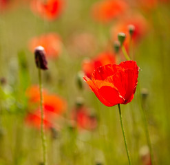 Obraz premium Field of bright red corn poppy flowers in summer