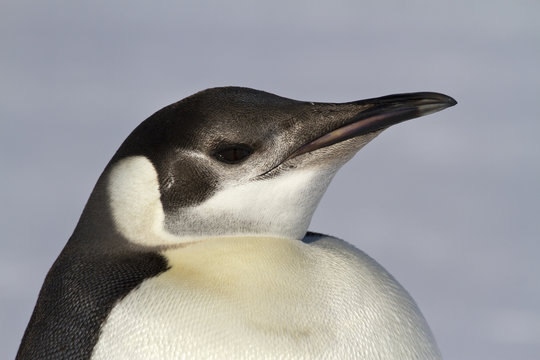 Portrait of a young emperor penguin 1