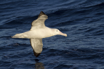 wandering albatross hovering over the Atlantic Ocean