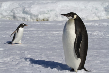 Plakat young emperor penguin and Gentoo penguins