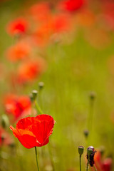 Naklejka premium Field of bright red corn poppy flowers in summer