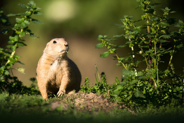 Very cute black tailed prairie dog (Cynomys ludovicianus)