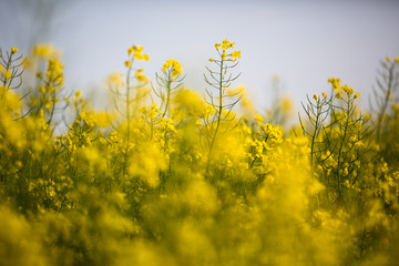 Obraz premium Colza (Brassica rapa)