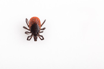 Tick - parasitic arachnid blood-sucking carrier of various disea