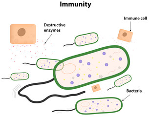 Immunity Labeled Diagram