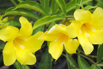 Allamanda cathartic GOLDEN TRUMPET
