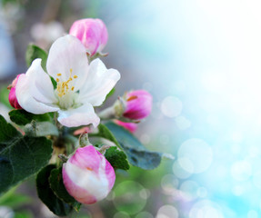 Obraz na płótnie Canvas Apple blossoms over blurred nature background. Spring flowers.