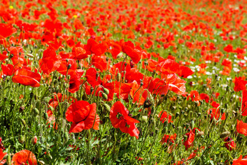 Klatschmohn