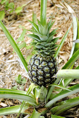 Ananas lucidus PINEAPPLE