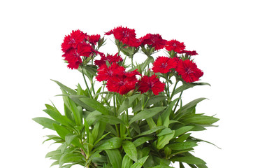 Dianthus isolated on a white background