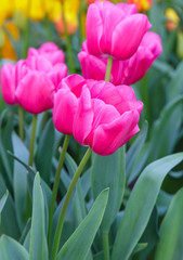Beautiful pink tulips closeup.