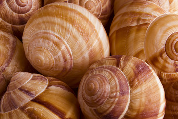 Snail shell