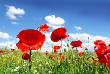 Obraz na płótnie Canvas red poppy and wild flowers