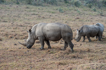 Obraz premium rhino