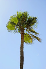 Cabbage palm (Sabal palmetto)
