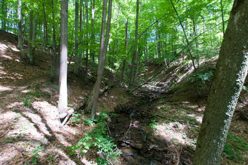 Las bukowy, Bieszczady, Polska © Piotr Szpakowski
