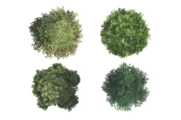 Top View of Trees