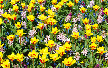 Spring yellow-red tulips and pink hyacinths (background).