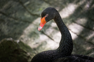 Fototapeta premium Swan head shot
