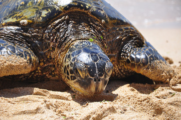 Green sea turtle on beach in Hawaii, Oahu
