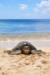 Green sea turtle on beach in Hawaii, Oahu