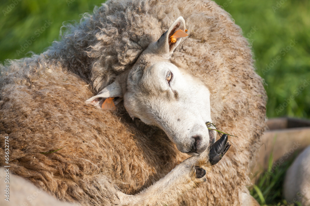 Wall mural lamb