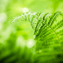 Fern leaves, the close up