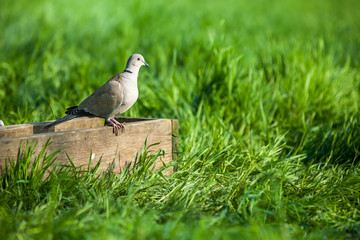pigeon.