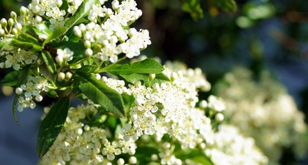 Weiße Blüten