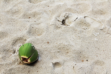 The coconut on sand backgroung