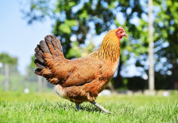 Chicken on traditional free range poultry farm - obrazy, fototapety, plakaty