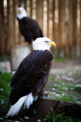 Bald eagle