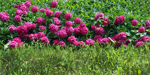 flowers peonies