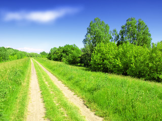 Summer landscape with green grass, road and trees