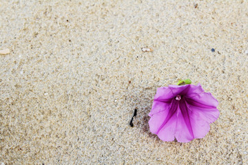 The violet flowers on sand background