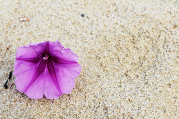 The violet flowers on sand background