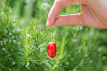 Hand holding red Elaeagnus