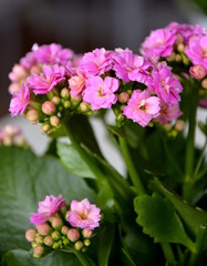 Fototapeta premium Kalanchoe